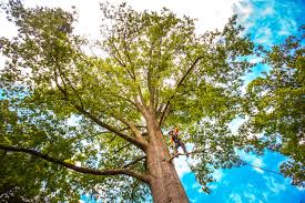 Best Tree Mulching  in Maysville, KY