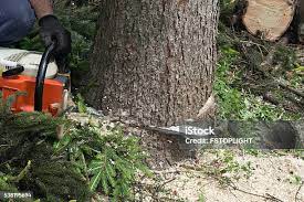 Best Root Management and Removal  in Maysville, KY