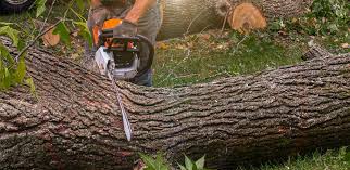 Best Tree Removal  in Maysville, KY