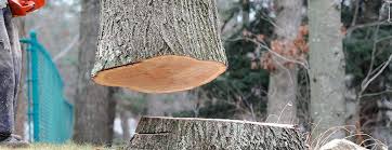 Best Tree Maintenance Programs  in Maysville, KY