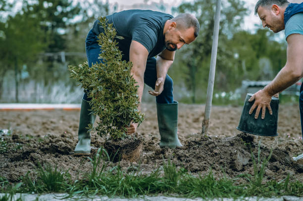 Best Tree Disease Treatment  in Maysville, KY