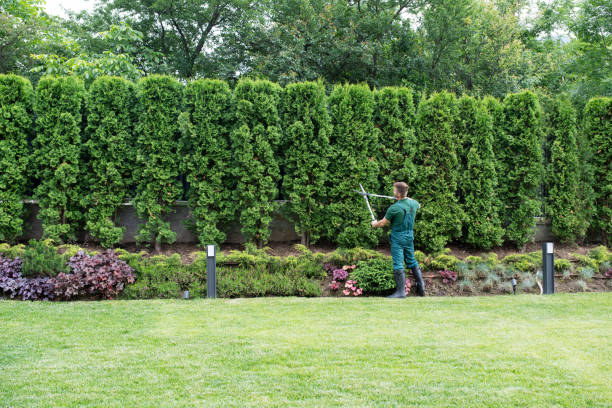 Best Tree Trimming and Pruning  in Maysville, KY