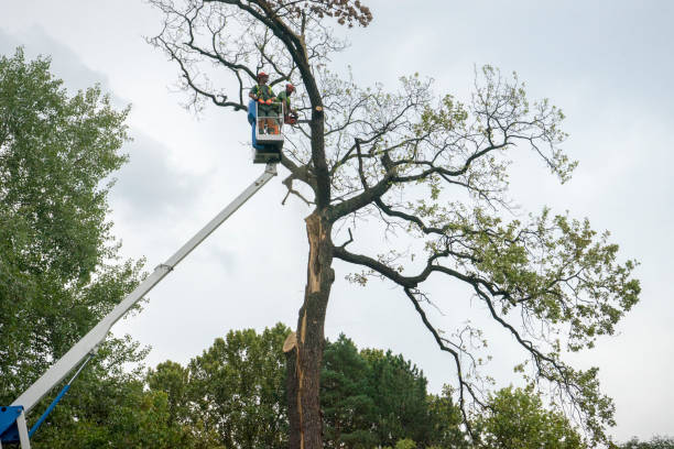 Tree and Shrub Care in Maysville, KY