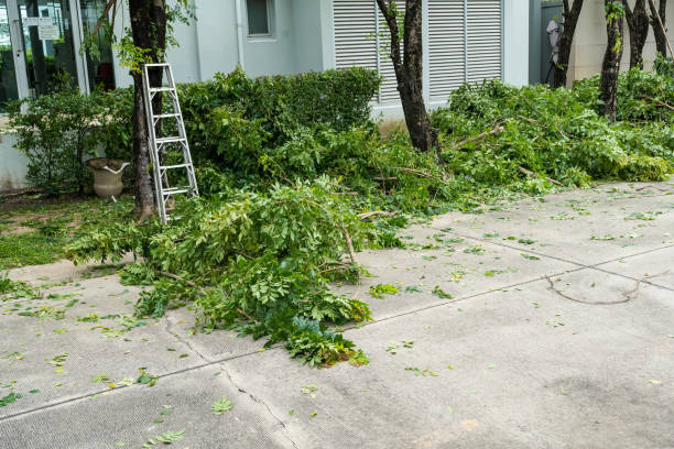 Best Leaf Removal  in Maysville, KY