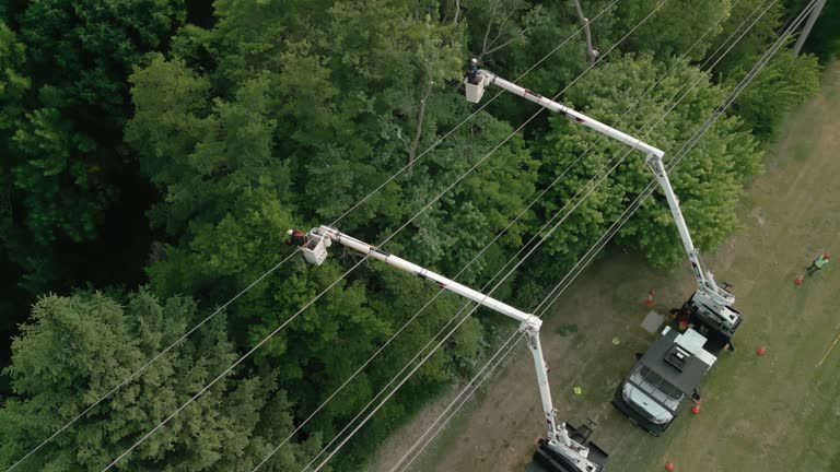 How Our Tree Care Process Works  in  Maysville, KY