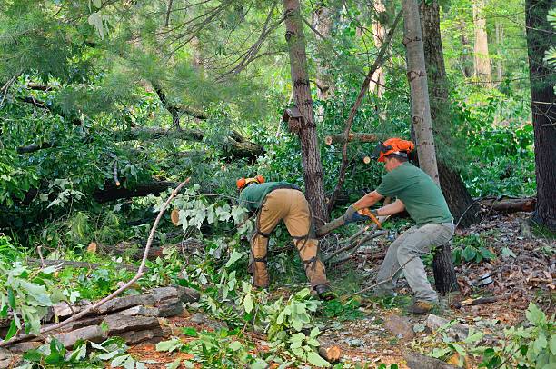 Maysville, KY Tree Services Company