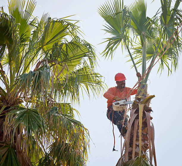 Best Tree Disease Treatment  in Maysville, KY